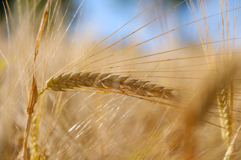 Lammas – Schnitterinnenfest