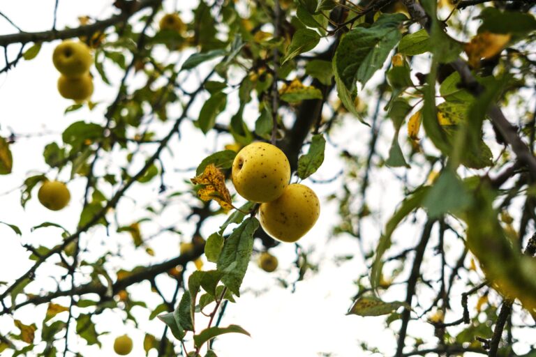 Mabon – Herbst-Tagundnachtgleiche und Vollmond